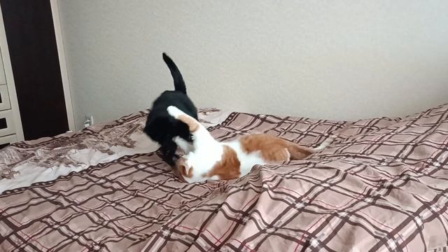 Кузя и Кнопка смотреть онлайн