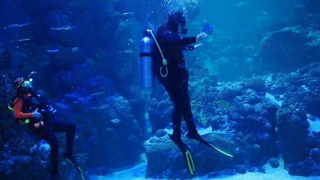 Погружение в аквариум за определённую плату