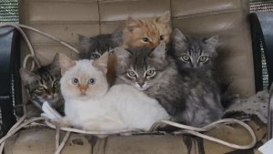 Неожиданные гости