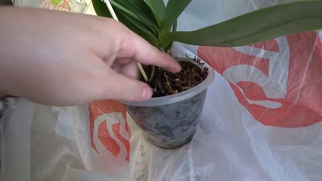 КАК МЫ ЖИВЕМ В АНАПЕ. ГОТОВЛЮ ГАТУ. КУПИЛИ БОЛЬШУЮ РЫБУ. ОТПРАВИЛИСЬ В ГОСТИ. ПОДАРОК ОТ ПОДПИСЧИЦЫ смотреть онлайн