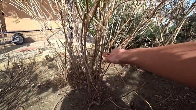 ОДИН ДЕНЬ ИЗ ЖИЗНИ В АНАПЕ. ОБРЕЗАЮ ГОРТЕНЗИЮ И УБИРАЕМСЯ В БЕСЕДКЕ. ГОТОВЛЮ ВКУСНЯШКИ. смотреть онлайн