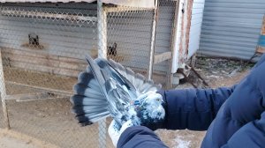 Обзор моих Николаевских голубей Тел. +79202437536