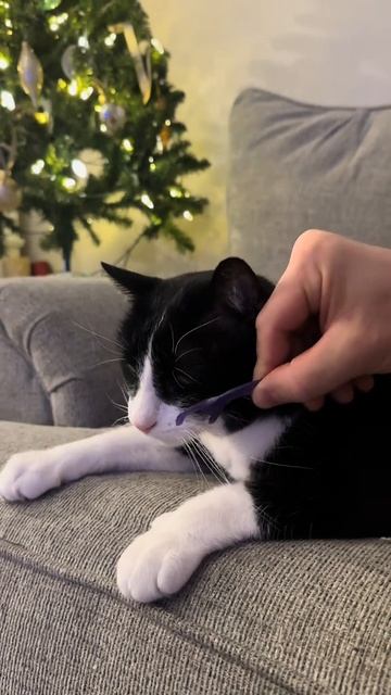 прикол над котом.mp4 смотреть онлайн