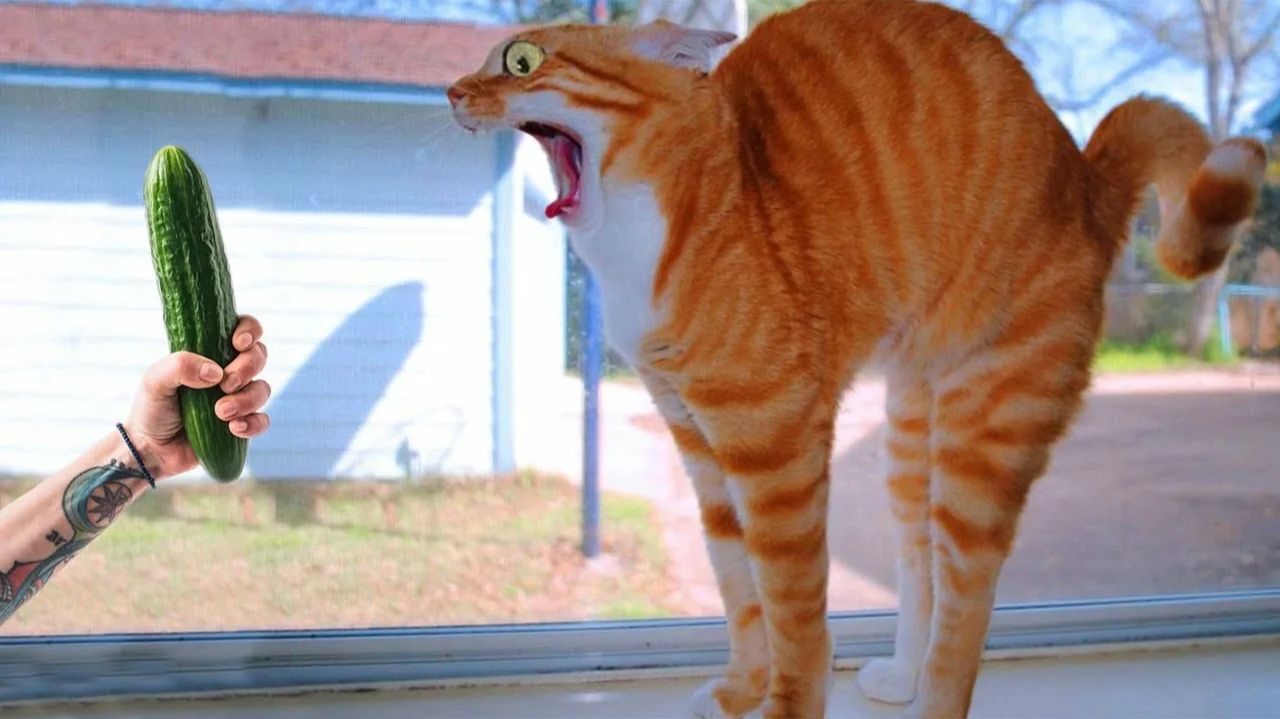 СМЕШНО ДО СЛЕЗ 😹😍 СМЕШНЫЕ КОТЫ, ЛУЧШИЕ ПРИКОЛЫ С КОТАМИ, СОБАКАМИ КОШКИ,СОБАКИ , ЖИВОТНЫЕ 🥰 смотреть онлайн