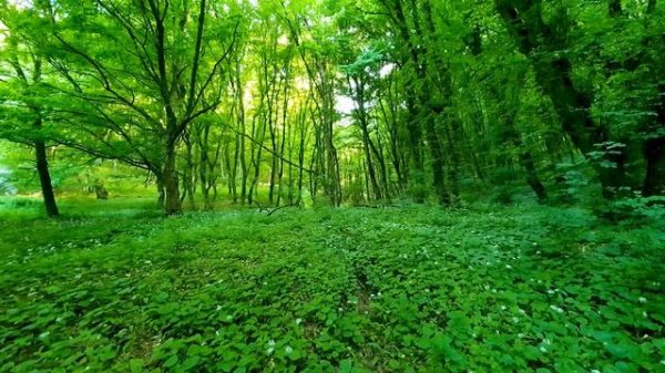 Endless bliss in the Sounds of the Spring Forest