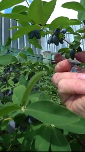 От чего зависит прирост веток жимолости? смотреть онлайн