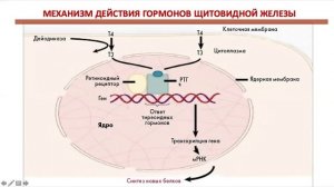 Физиология ребенка. Л4. Эндокринная система. Савинкова И.Г.