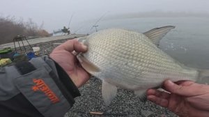 Зимнее ЗАКРЫТИЕ сезона ФИДЕРНОЙ РЫБАЛКИ на РЕКЕ 2025 ДЕКАБРЬ ДОН наши дни))