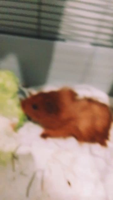 Ириски ♥️♥️♥️♥️ смотреть онлайн