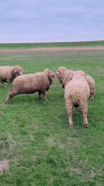 Битва баранов.mp4 смотреть онлайн