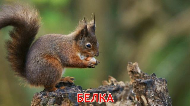 Дикие животные 😺 смотреть онлайн