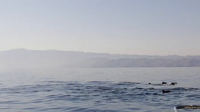 Наблюдаем за дельфинами