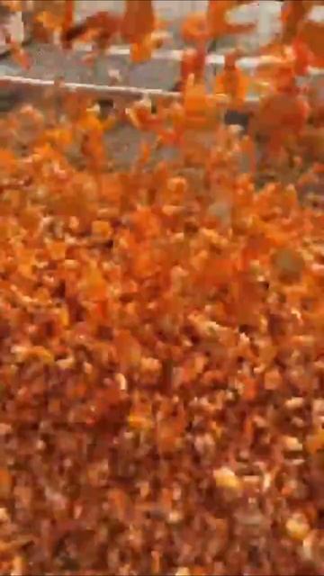 Сушка креветок на солнце — традиционный метод консервации, удаляющий влагу и предотвращающий порчу