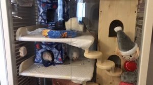 Витрина интерьерная для крыс | Мир Шиншилл | домашняя клетка витрина для трех крыс