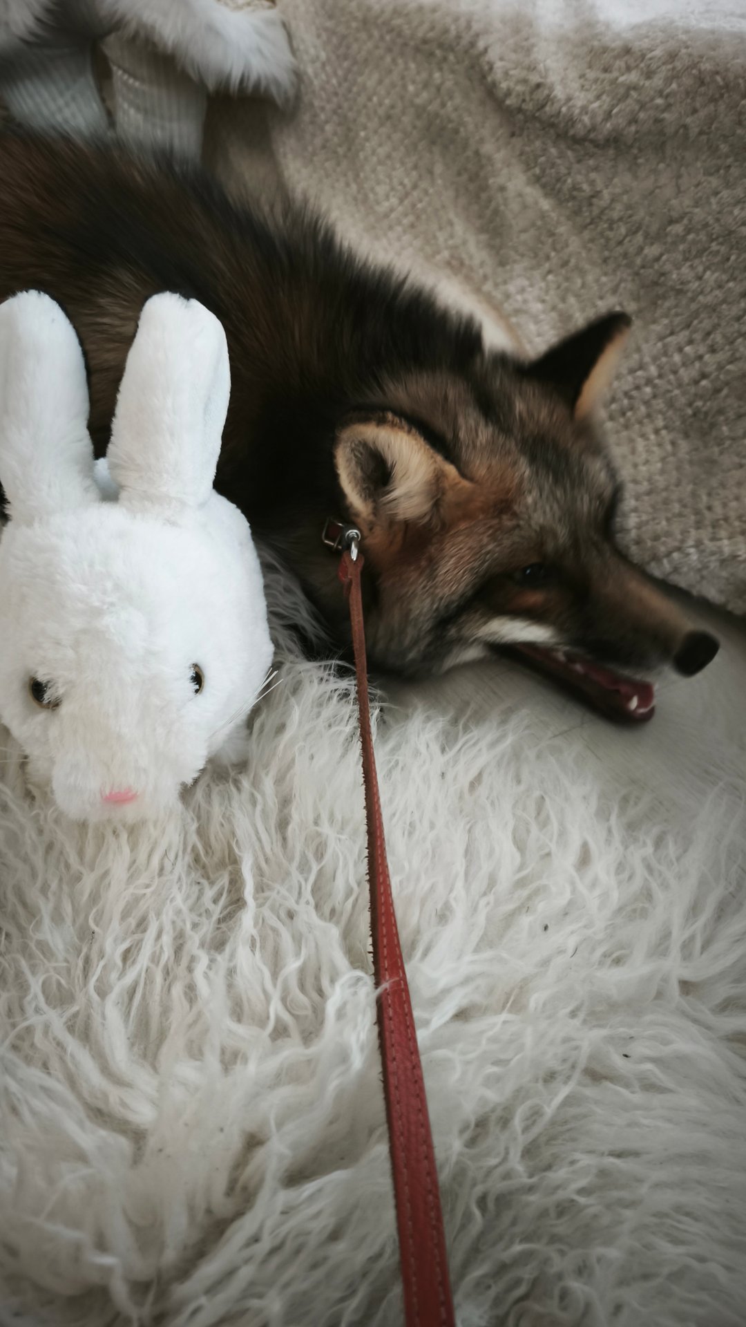 фотосессия с лисой смотреть онлайн