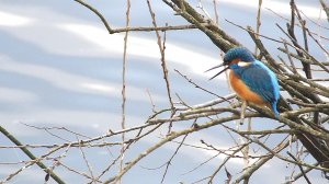 ЗИМОРОДОК  С  КРЯКВАМИ