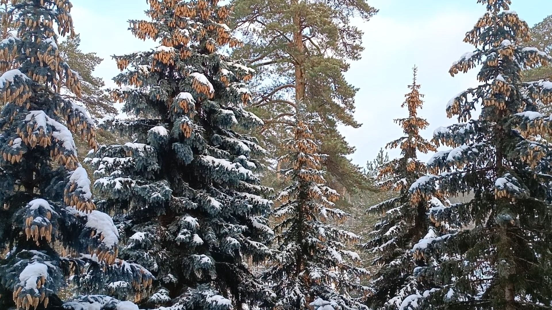 СМОТРИ: КАКАЯ КРАСОТА