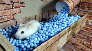 ПОБЕГ ХОМЯЧКОВ/ КВЕСТ/ как Выбраться из ТЕМНИЦЫ 1 Часть/ Вики Лаки