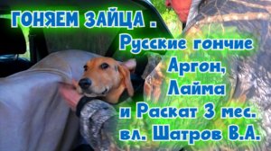 ГОНЯЕМ ЗАЙЦА .Русские гончие Аргон, Лайма и Раскат 3 мес. вл. Шатров В.А.#охота #топ #hunting