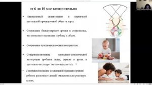 Физиология ребенка. Л12. Сенсорные системы. Шишелова А.Ю.