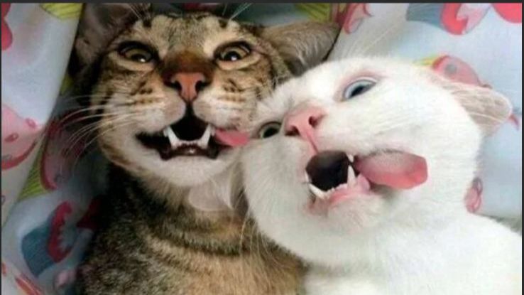 СМЕШНОЕ ВИДЕО Приколы с животными Смешные видео про животных 🤩Наши любимые смешные животные🤩 смотреть онлайн