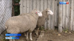 Соцконтракт помог семье из Ивнянского района расширить ЛПХ