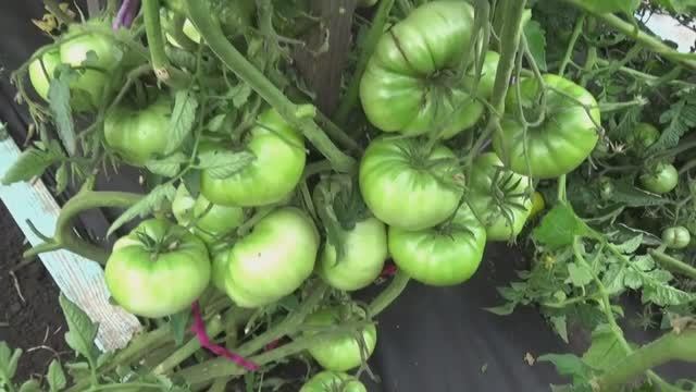 "Голый" Томатный Гном Изумрудный гигант удивил своими огромными плодами! Разве бывают такие Гномы? смотреть онлайн