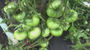 "Голый" Томатный Гном Изумрудный гигант удивил своими огромными плодами! Разве бывают такие Гномы?