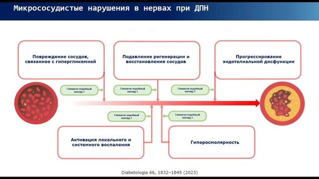 Новые возможности лечения полиневропатий смотреть онлайн