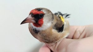 Щеглы (варианты окрасов).