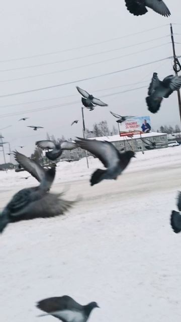 Суровые Сибирские Голуби. смотреть онлайн