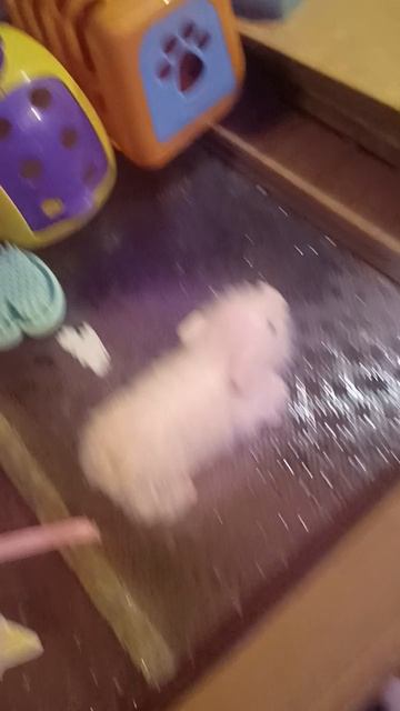 долгожданное видео с свинкой 😃♥️