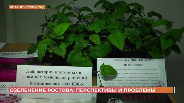 Перспективы озеленения Ростова рассмотрели в ботаническом саду смотреть онлайн
