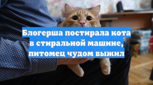 SCMP: Блогерша постирала кота в стиральной машине, питомец чудом выжил