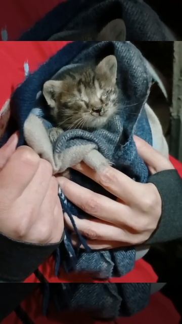 🐱Крошечного котенка спасли из-за стены в подъезде на улице 15-я Парковая🐱 смотреть онлайн