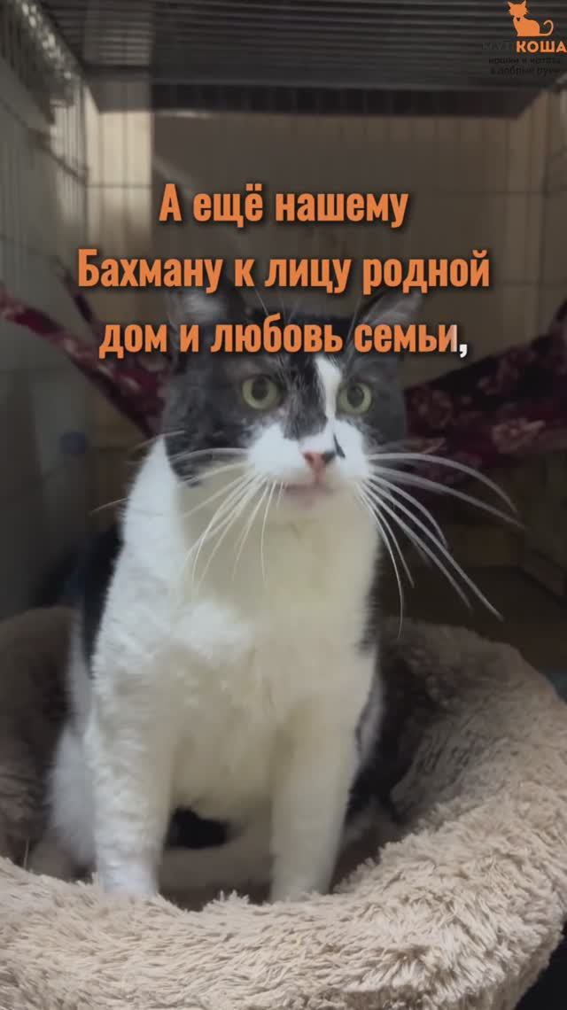 Бахман ждёт вас в приюте #Муркоша смотреть онлайн