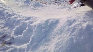 Съездил на родину, а дома мой пес заготавливает припасы