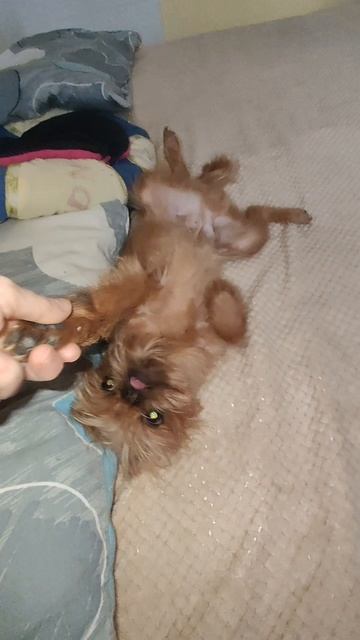 Викинг хватит спать смотреть онлайн