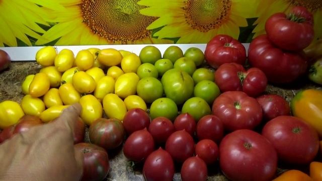 ВОРУЮТ МОИ ФОТО И ВЫСТАВЛЯЮТ НА ОЗОНЕ ПРИ ПРОДАЖЕ СЕМЯН ТОМАТОВ! Я на ОЗОНЕ и ВБ пока не торгую! смотреть онлайн