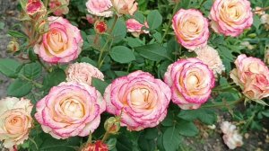 Одна из лучших классических двухцветных роз.