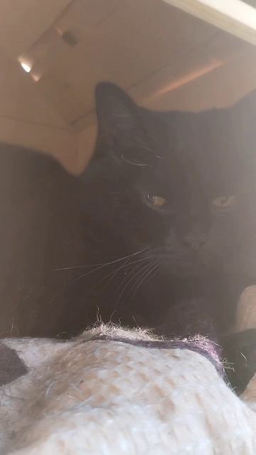 Не нарушай мои границы🐈⬛ смотреть онлайн