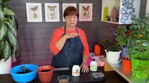 Посев пеларгонии, кориандра и чем подкормить домашний огород.