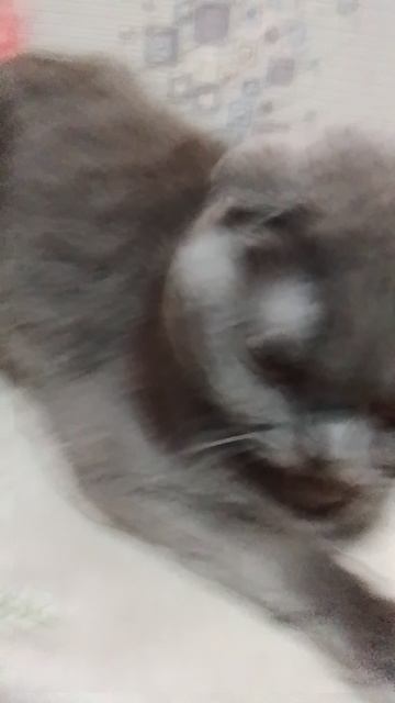 Пусярик и мой битбокс😂