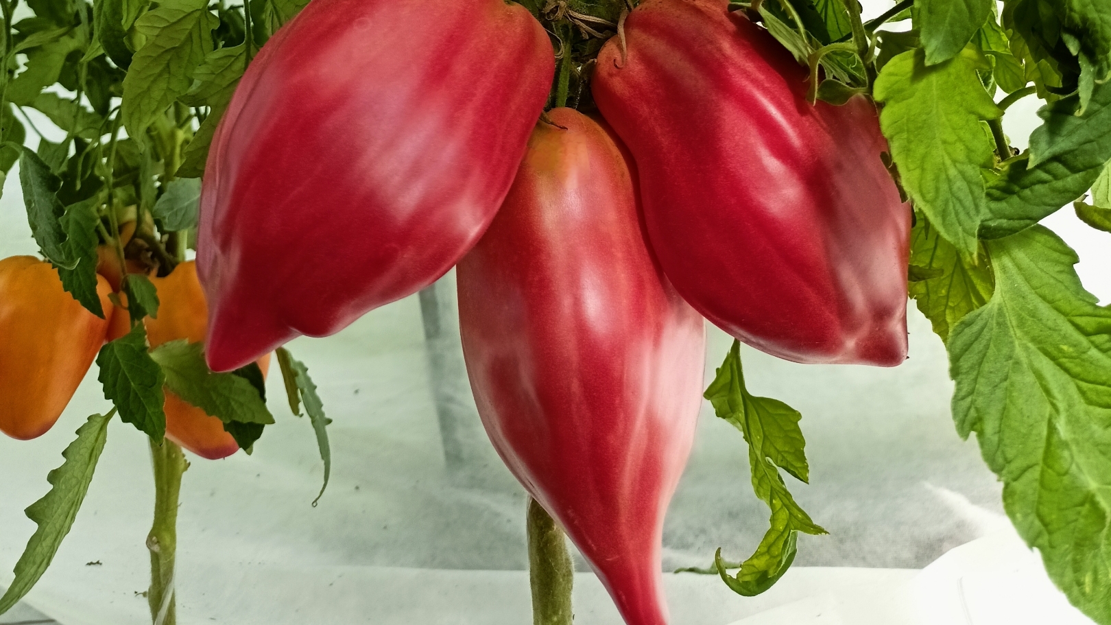 Томаты - Трудяги смотреть онлайн