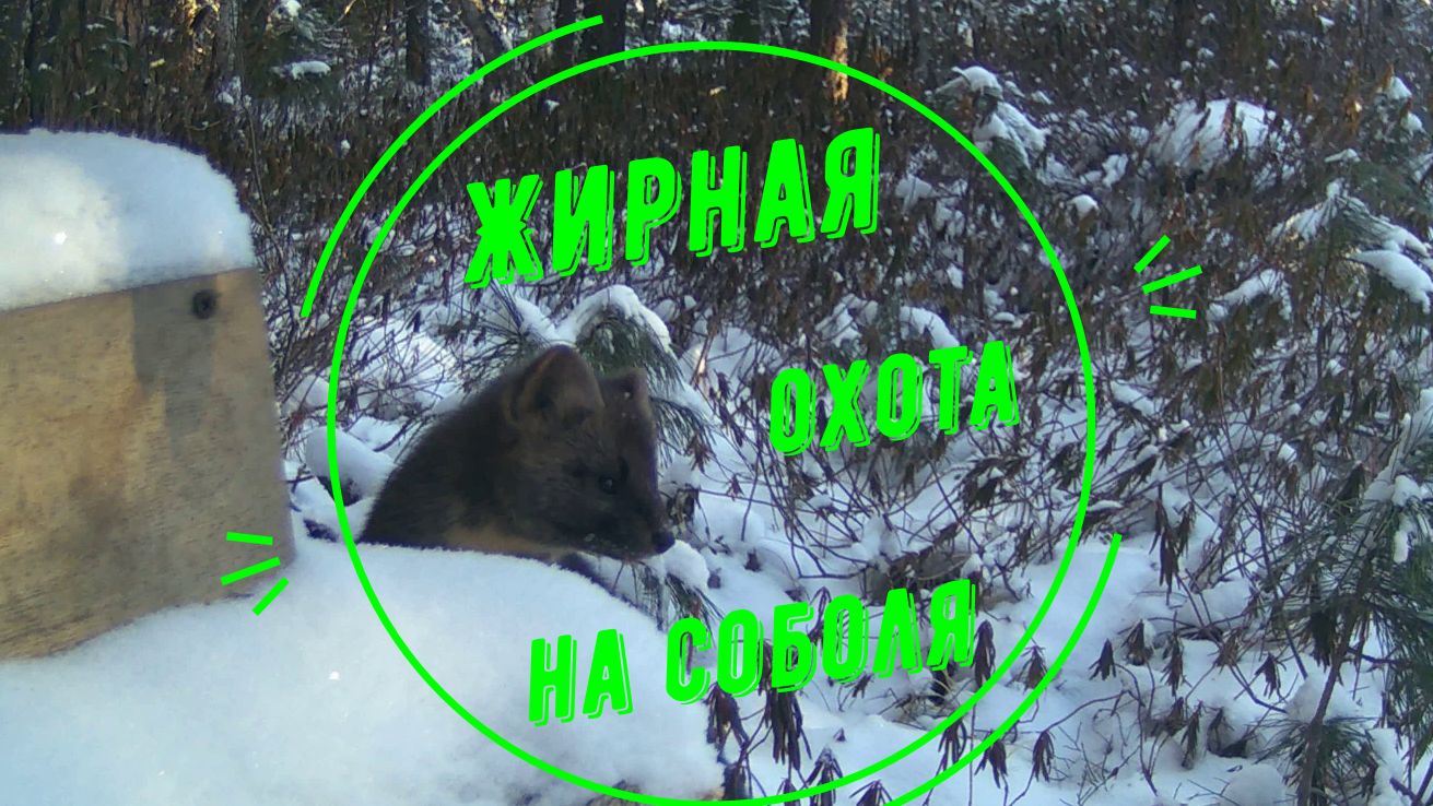 Охота на соболя. Сезон 6. Часть2 смотреть онлайн