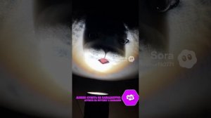 ТЮЛЕНИ ВЕЗДЕ 6 ЧАСТЬ Артикул на ВБ: 193431345 #тюлень #тюлени #игрушки #мягкиеигрушки #sora #прикол