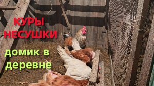 Жизнь в деревне Ну что за зима в Сибири куры-несушки гуляют на улице и не мерзнут