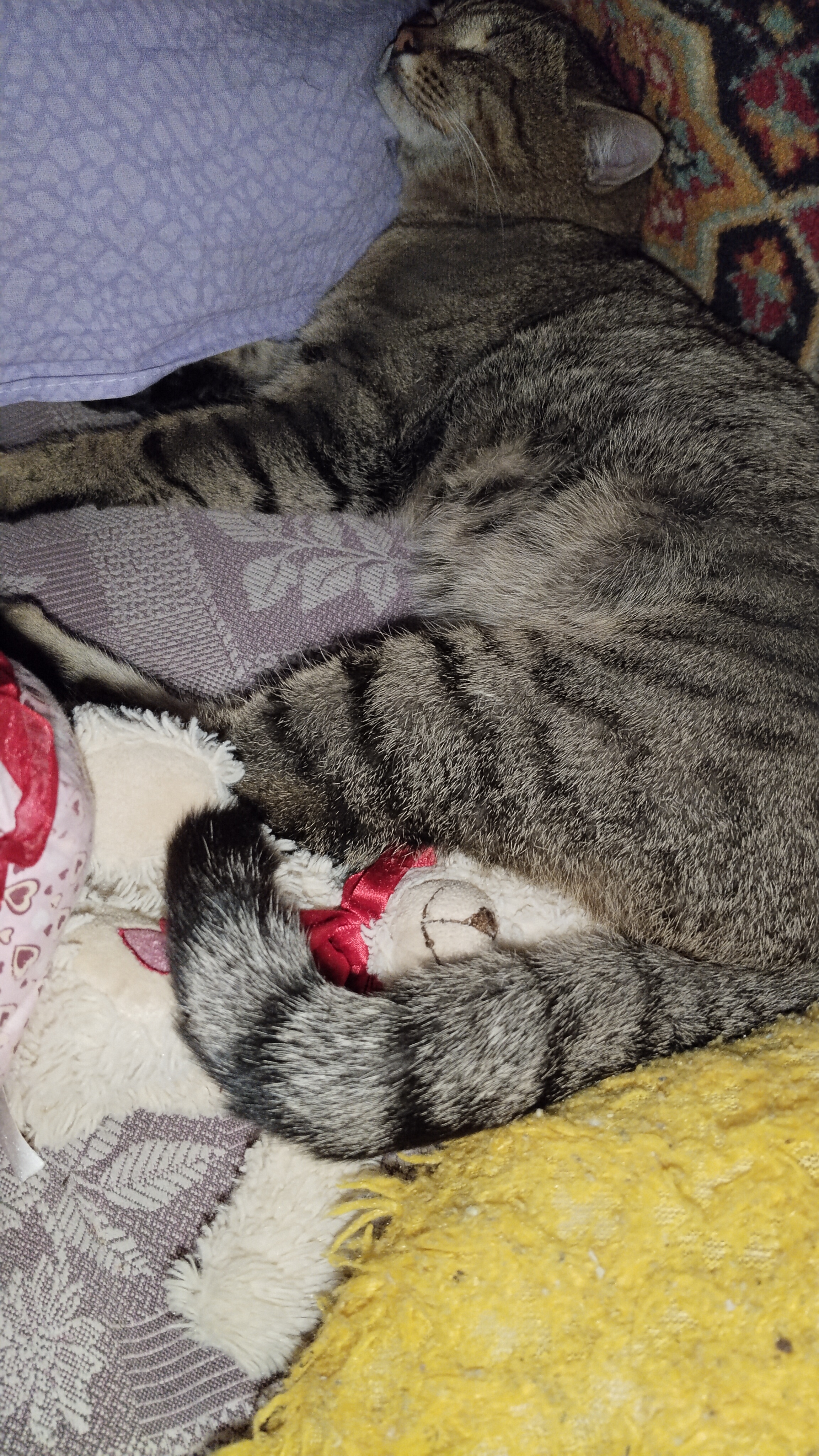 Живу, как бомж! 😻 Смешные животные. 15-12-2025 смотреть онлайн