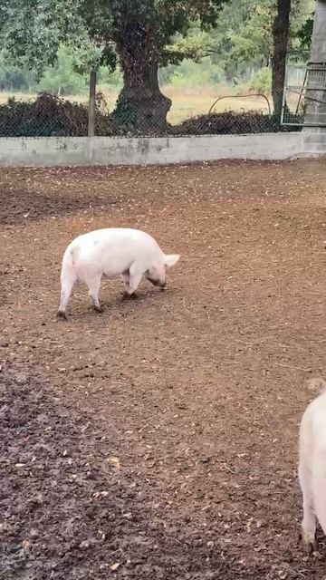 Порося. Путь Святого Иакова. день второй смотреть онлайн