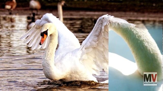 Два белых лебедя - Рок-Острова (кавер) смотреть онлайн